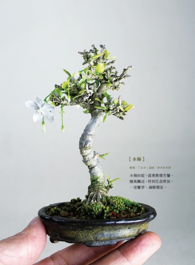 迷你盆栽習作 掌上天地寬 縮擬於豆缽中的四季風景 17年暢銷改版 Pchome 24h書店